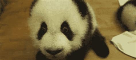 Panda  Find And Share On Giphy