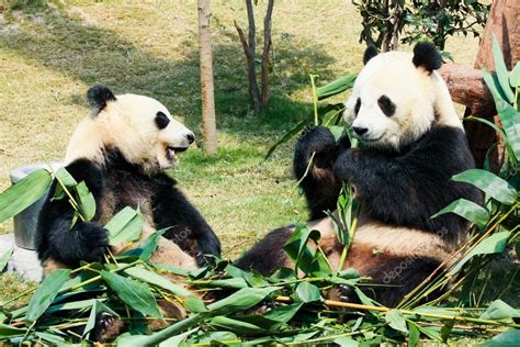 Dos Pandas Comiendo Bambú Fotografía De Stock © Juhku 74115925