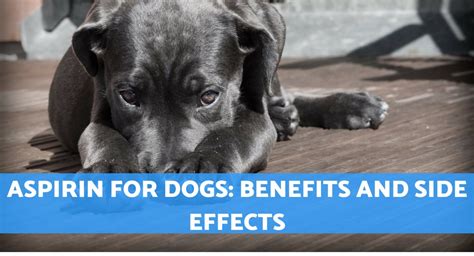 We did not find results for: Dog Aspirin