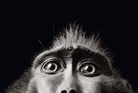 Tim Flach Expressive Animal Portraits Go On Show At