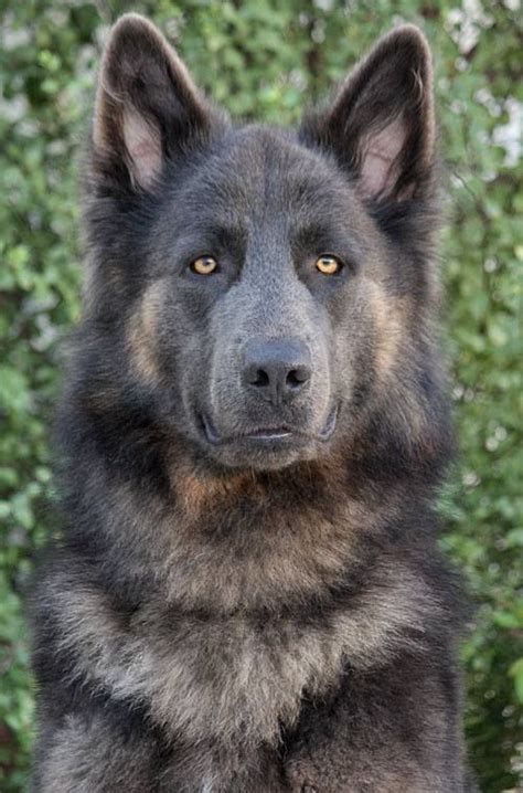 Black German Shepherd Wolf Mix Puppies
