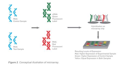 Types Of Pcr Used For Genetic Research Applications Where Different