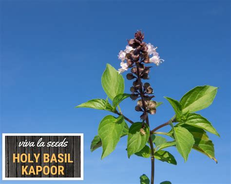 Holy Basil Kapoor Tulsi 100 Seeds Medicinal Culinary Etsy