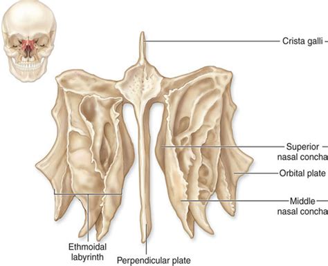 Axial System Ethmoid Bone Diagram Quizlet