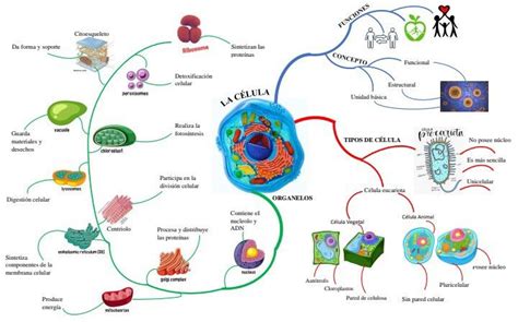 Mapa Mental De La Célula Célula Animal Dibujos Lindos Sencillos