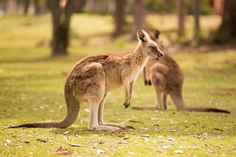 16 Animals That Live In Australia 2022