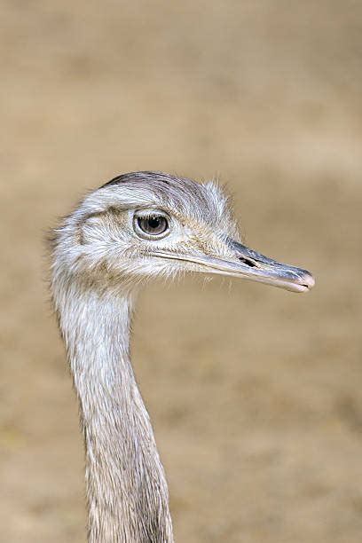 Ostrich Head In Sand Stock Photos Pictures And Royalty Free Images Istock