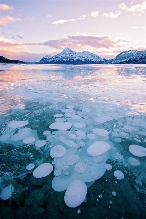Methane Bubbles Frozen In Abraham Lake Clearwater County Alber