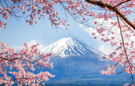 Wallpaper Spring Japan Sakura Mount Fuji Images For Desktop Section