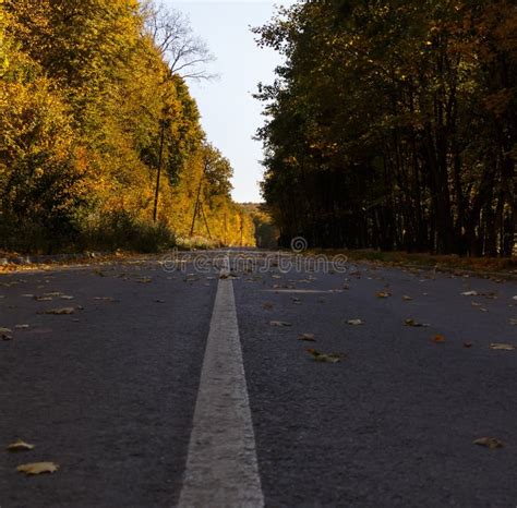 Asphalt Road In The Autumn Forest Stock Image Image Of Empty