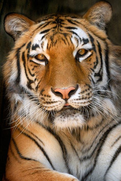 40 Bengal Tiger Animal Art Portraits Photographs Information And Just