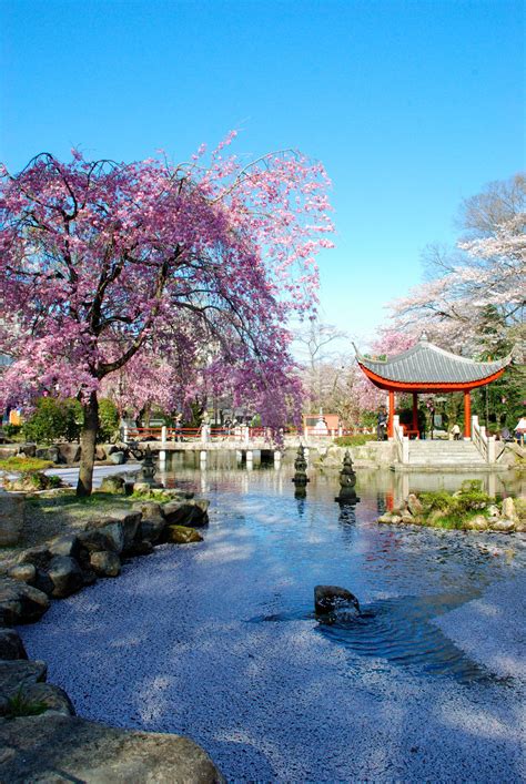 Apr 09, 2014 · cherry blossoms are a symbolic flower of the spring, a time of renewal, and the fleeting nature of life. Cherry Blossoms, Sakura in Japan | Pinlovely