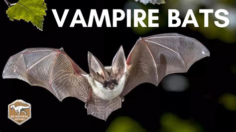Vampire Bats Youtube