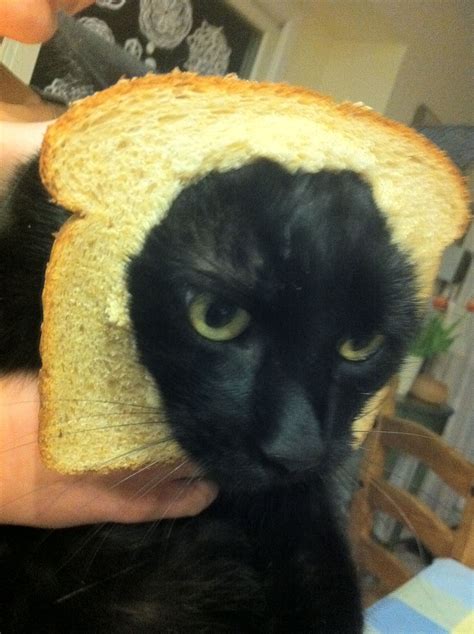 Spot Is Now An Inbread Cat Wow It Must Be Winter Because I