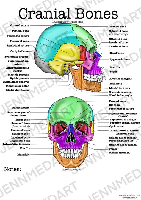 Skull Worksheets Anatomy