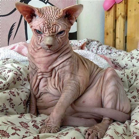 Na internetu byla nalezena nejstrašnější a nejděsivější kočka která