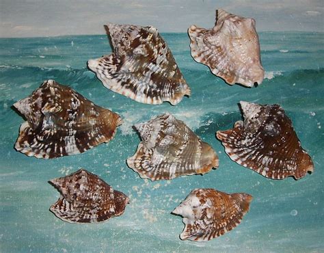 Lot Of 7 Small And Large Growth Study Florida Keys Beach Collected Hawk