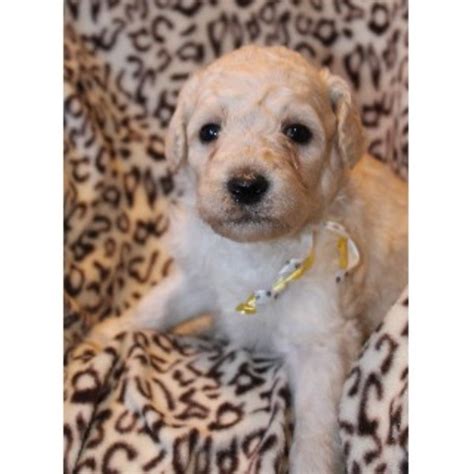 Goldendoodle acres has an experienced breeding team, who are passionate about raising quality tested doodles; The Doodle Stork, Goldendoodle Breeder in Two Rivers ...