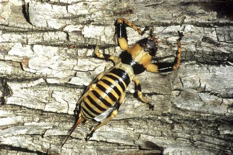 Seven New Giant Bug Species Are Extremely Aggressive Nexus Newsfeed