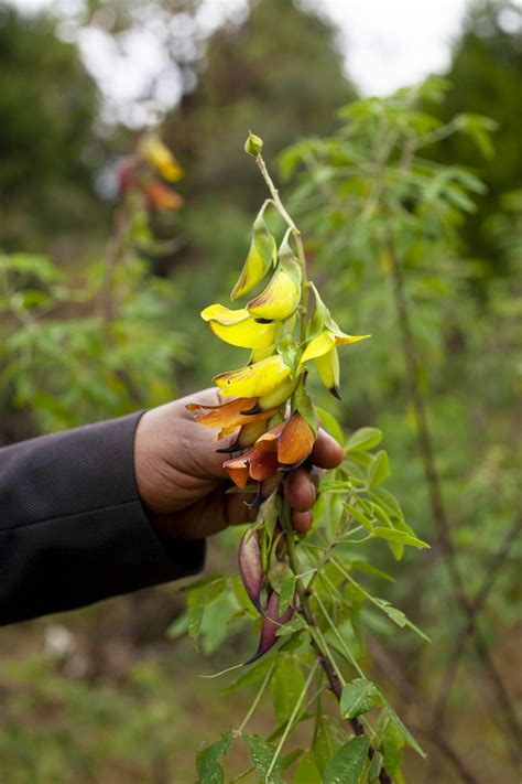 Ethiopia Gullele Botanical Gardens Food And Land Use Coalition