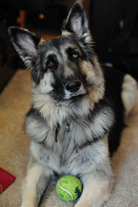 Is The Shiloh Shepherd The Best And Healthiest German