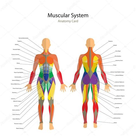 Ilustración De Músculos Humanos El Cuerpo Femenino Entrenamiento De