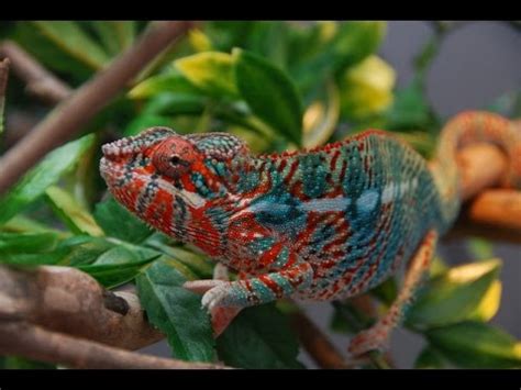 Panther Chameleon, Chameleon As A Pet, Chameleon With Horns, Chameleon