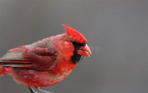 Gorgeous Red Northern Cardinal Colorful Bird Eating Seeds From A Bird