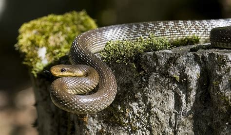Aesculapian Snake Wikipedia