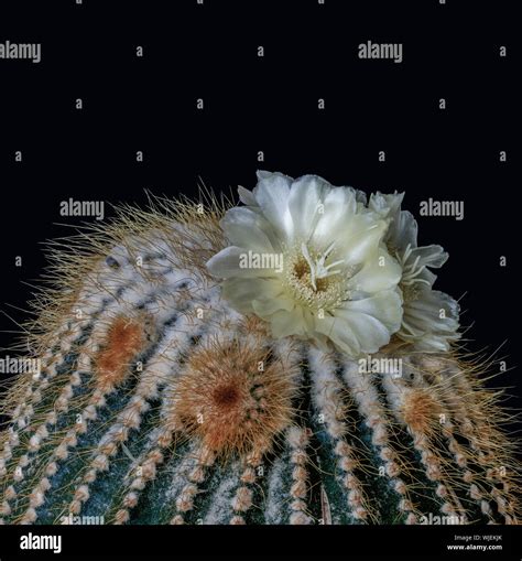 Lemon Ball Cactus Hi Res Stock Photography And Images Alamy