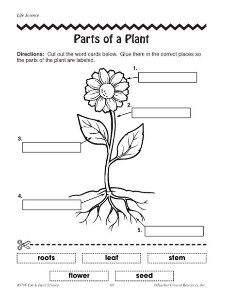 Education World Parts Of A Plant Plants Worksheets Parts Of A Plant