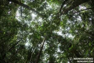 Conical trees just don't form a canopy. The Rainforest Canopy