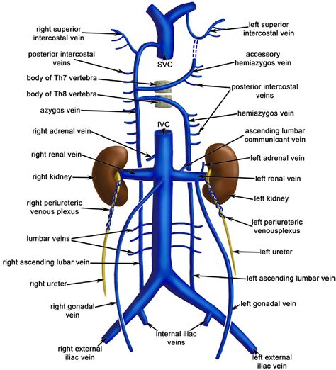 Veia Cava Inferior Anatomia Modisedu