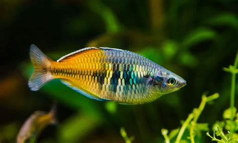 Meet The 10 Cutest Fish In The World A Z Animals