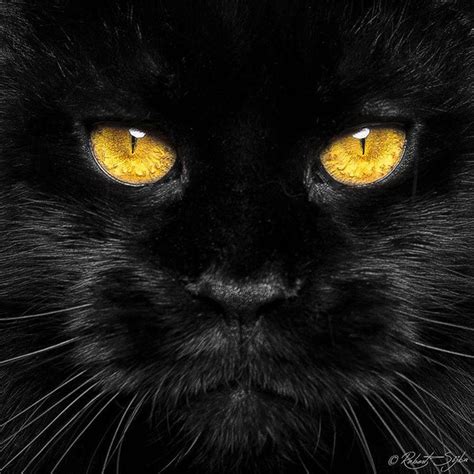 I absolutely love black cat farms. Golden eyes robert_sijka #catphoto #mainecoon # ...