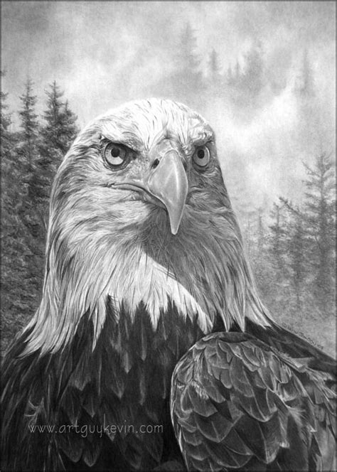 Realistic Eagle Drawing At Explore Collection Of