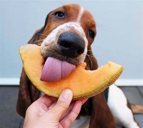 Is he not getting up to eat, acting lethargic, or ignoring his favorite view when caught off guard—maybe the dog is being a ball of energy (and so are the kids), or a thunderstorm rages outside—you might find that your cat has. Can Dogs Eat Cantaloupes? Health Benefits, Side Effects & Tips