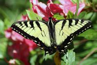 Free Swallowtail Butterfly Stock Photo Freeimages Com