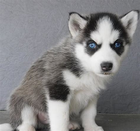 Why buy a puppy or dog when you can adopt all breeds, sizes and ages for absolutely free. Siberian Husky, Siberian Husky Puppies, Dogs, for Sale, Price