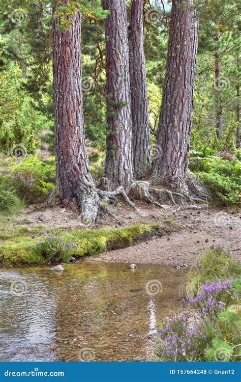 Scots Pine Tree Boles In The Scottish Highlands Stock Photo Image Of