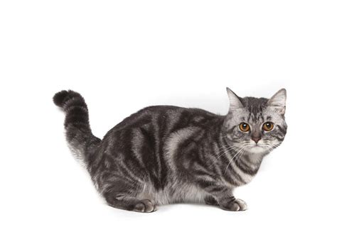 American Shorthair Cats Breed Information Omlet