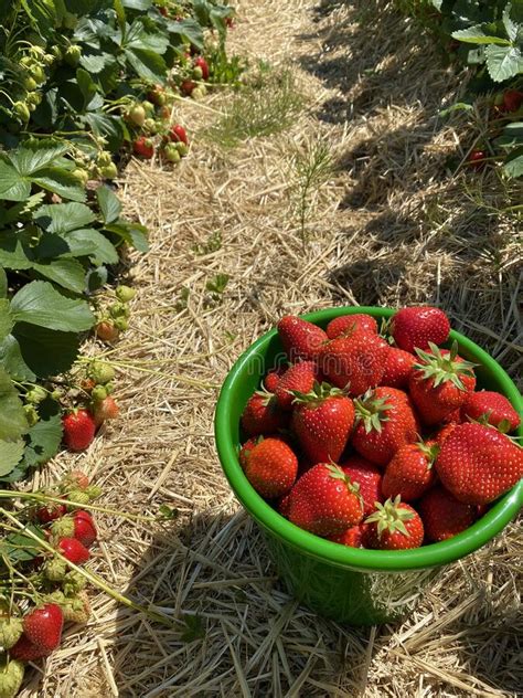 A Bucket Of Ripe Strawberries Stands On A Farm Field Stock Image