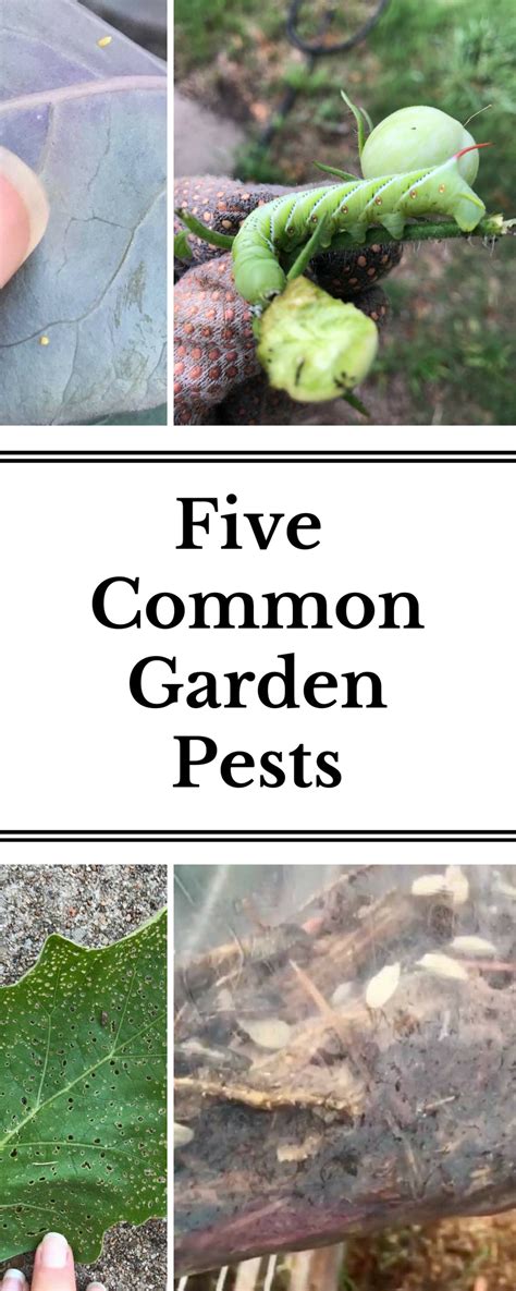 Learn How To Identify The Pests And Their Damage While Reading Tips