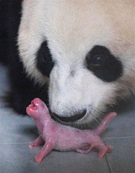 Ai Bao And Her Newborn Cub In Yongin South Korea Panda Is Born Pink Blind And Toothless