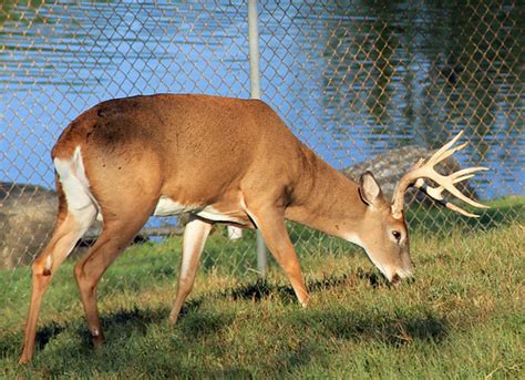 Pennsylvania Whitetail Deer Deb Watson Flickr