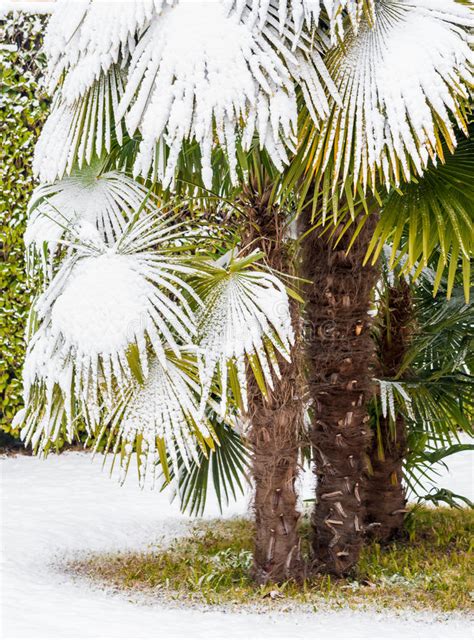 Palm Trees Snow Stock Photos Download 866 Royalty Free Photos