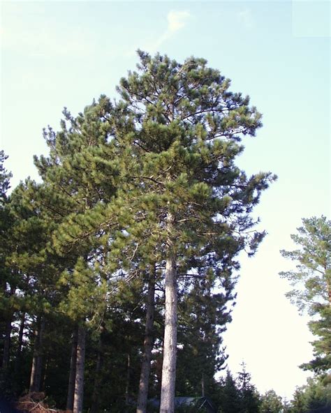 Pinus Resinosa Pépinière Cramer Inc
