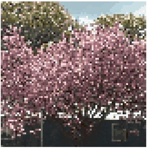 Pixel Art Pembroke Cherry Blossom Created By Me Floral Cross Stitch