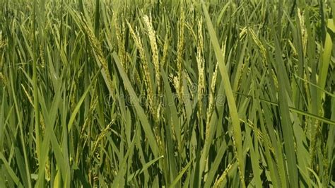 Close Up Of Yellow Paddy Rice Plant Spike Rice Field Stock Footage