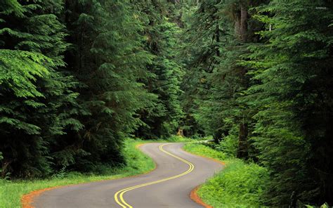 Road Through The Pine Forest Wallpaper Photography Wallpapers 41868